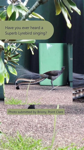 An exciting find for local resident Briony, who captured this Superb Lyrebird outside her house! Have you ever heard a Superb Lyrebird singing in one of our bush reserves? They are one of nature’s great songsters and mimics. How many different species of birds can you hear the Lyrebird mimicking in this video? #TuesdayTails #LoveOurNaturalAreas #SuperbLyrebird | Central Coast Council