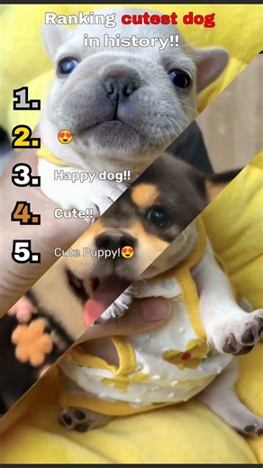 Ranking cutest dogs in history!#cute #dogs