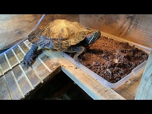 How To Build An Overtank Basking Area & Egg Box For Aquatic Turtles!!! | DIY Reptiles