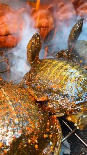 Can't move once I see grilled softshell turtles