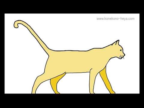 猫のウォーク（常歩, Walk）