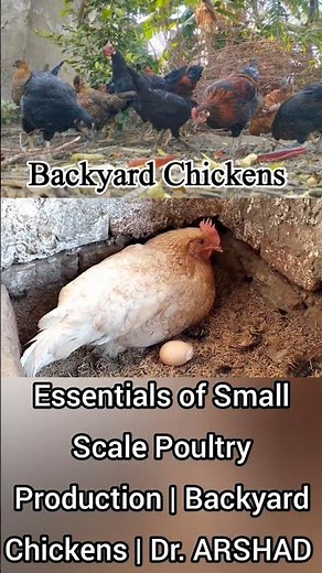 Essentials of Small Scale Poultry Production | Dr. ARSHAD Vet