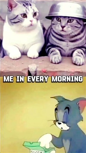 Me Every Morning 😴 Brain Not Working Yet 😂 | Relatable Cat & Tom Meme. Gen-Z pro #funny #memesviral