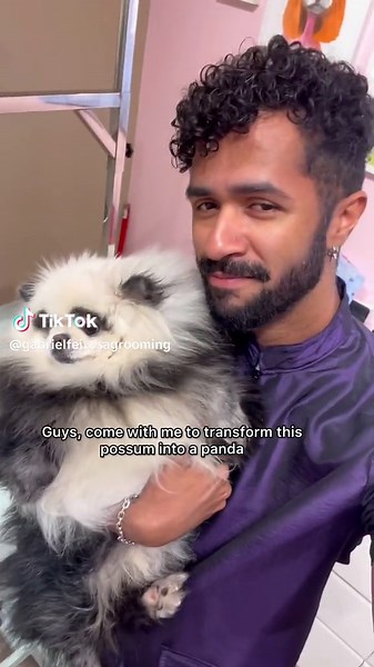 Sean the Pomeranian: From Cute Dog to Panda Transformation