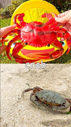 Learn Sea Animal Names for Babies Kids: Crab Shark Penguin Jellyfish Blue Shark #HolidaysWithYouTube