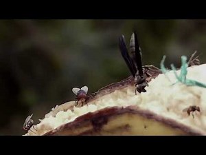 Harlem (Dream Deferred) by Langston Hughes