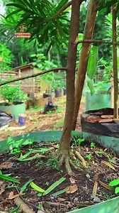 Unique Methods for Plant Cultivation