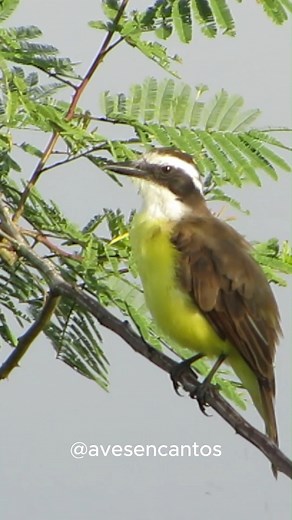 Bem-te-vi #fblifestyle | Aves Encantos