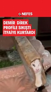 Osmaniye'de demir direk profiline sıkışan kedi, itfaiye ekiplerinin çalışmasıyla kurtarıldı. | Nefes Gazetesi