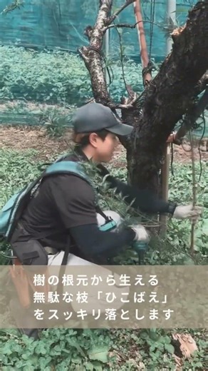 果物（桃・ぶどう）美味しさの決め手～太陽の通り道を作るプロの秘訣
