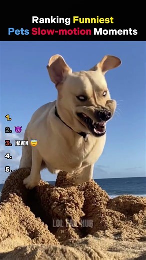 Ranking Funniest Pets Slow-Motion Fails Moments 😂