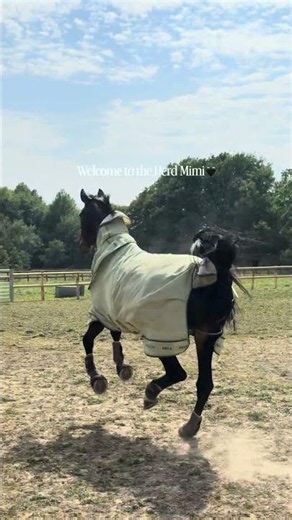 New Horse meets the Herd🖤