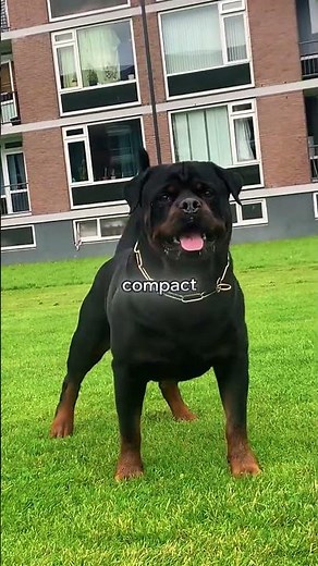 Cane Corso bs Rottweiler