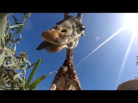 Giraffes & GoPro - SANTA BARBARA ZOO