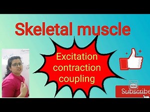 Skeletal muscle- structure and excitation contraction coupling