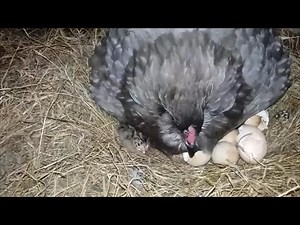 Our Broody Hen Hatched Guinea Keets!