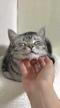 Why Pets Make You Happier Instantly
