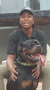Can it be love at first sight?🤔 The rottweiler is that one breed with a balanced temperament that you can fall in love with and get all that you need in a dog... What do you love about the Rottweilers? Sheen Kennels #africodogblog #dogs #doglover #rottweiler #rottie #k9 #canine | Africo Dog Blog