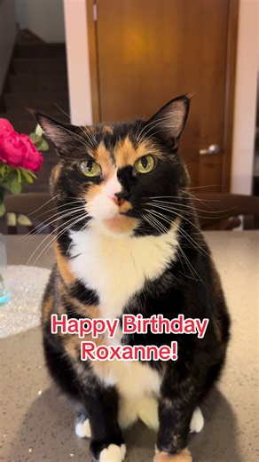 Happy Birthday, Roxanne 💜🎶 A special song from Violet… just for you 🎵 Violet wants you to remember: You deserve all the joy coming your way Your voice matters And your story is still unfolding in beautiful ways Sending you the sweetest serenade and the biggest birthday wishes 🐾 #violet #singingcat #happybirthdaytoyou #roxanne