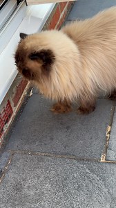 ‘Hear me roar!’ | Tom from The Magnificats