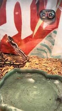 Ball python eating ￼