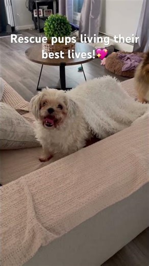 Rescue pup surviving the blanket 😂 #rescuedog