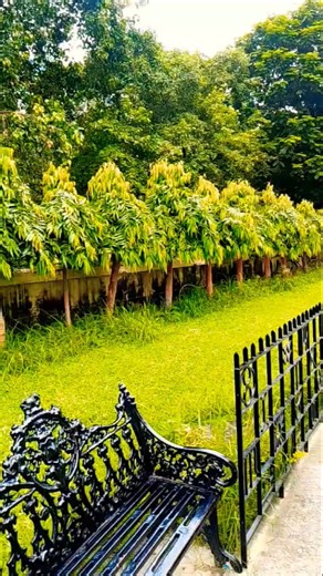 🌟 People Travel Miles Just to See This Kolkata Wonder!