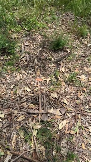 Eastern Brown Snake (highly venomous) taking off after being removed from a North Maclean home by our snake catcher Brad. | Snake Catchers Brisbane & Gold Coast 0413 028 081