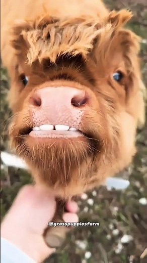 Mini Highland Cows | The Priciest Pets?