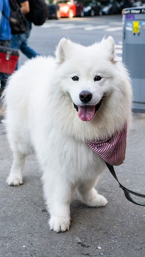 The Dogist on Instagram: "Jasper, Samoyed (9 y/o), 7th & Ave B, New York, NY • “He’s very talkative. He’s big for his breed – he’s like eighty some pounds. He’s spoiled, of course. He demands treats from everyone. He was a bad puppy – he ate a wall, he pulled down palm trees. But he’s calm now.” @jaspertheodorebear"