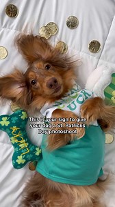 Happy St. Paw-trick’s day ☘️ 🐾 Feeling extra lucky for our pets today #petsmart #anythingforpets 📷@roswell_weenie | PetSmart