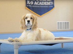 L'éducation d'un Cockalier dans une académie spécialisée (vidéo)