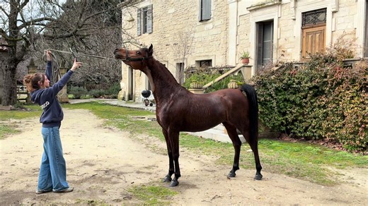 Preparing Flossie's Mare for 2026 Show Season