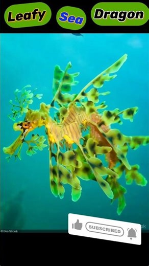 Leafy Sea Dragon🐉 #shorts #sea #creaturefacts