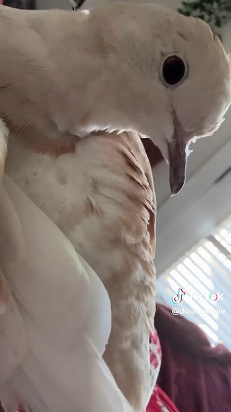 Relaxing ASMR with an Orange Cat's Cooing Sounds