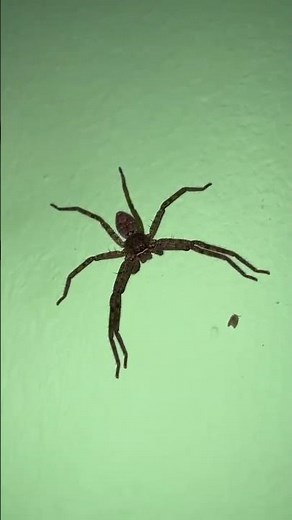 Types Of Insects | Incredible Species On Earth |