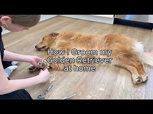 Golden Retriever Grooming Routine (At Home)