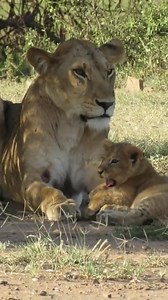 A lion and its cub resting under a tree | Animals voice