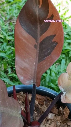 beauty in my garden varigated black cardinal