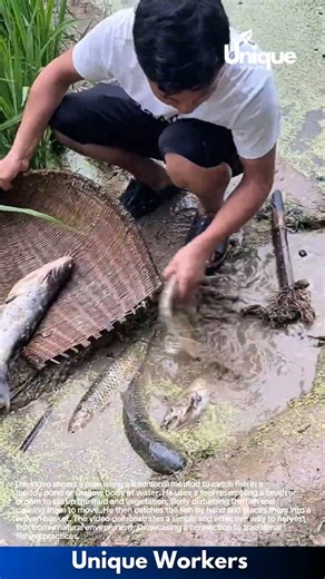 Traditional Fishing: Man Harvests Fish from Muddy Pond