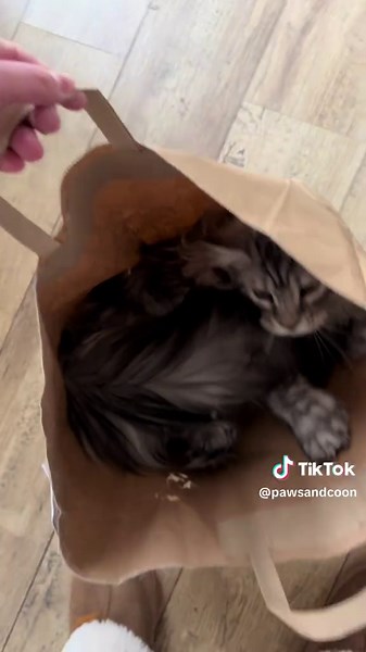 Quand t’as payé un arbre à chat mais qu’il préfère le sac… 😹 #mainecoon #funnycat #catlover #foryou #fyp
