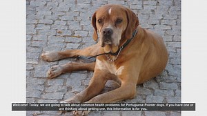 Common Health Issues in Portuguese Pointer Dogs: What You Need to Know