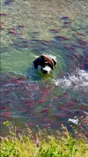 Brown Bear trying to catch Salmon fish in Alaska ||Thousand of Salmon fish in Alaska || 2026
