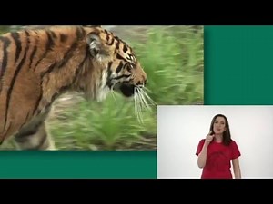 DEAR ZOO: Signed Story - Singing Hands