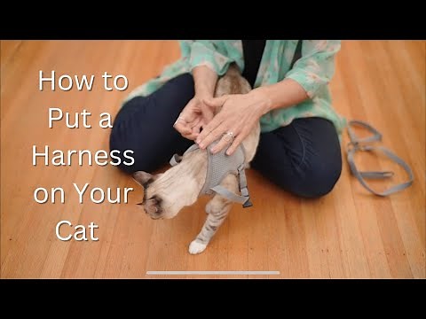 How to Put a Harness and Leash on Your Cat - The Best Cat Harness, The True Adventurer
