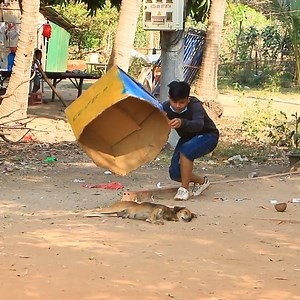 Massive BOX P.ranks Slept well dog - Funny Dog Video | Adalyn Pro