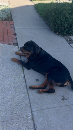 Rottweiler, pitbull mix & cane Corso puppy all off leash trained #rottweiler #pitbull #canecorso