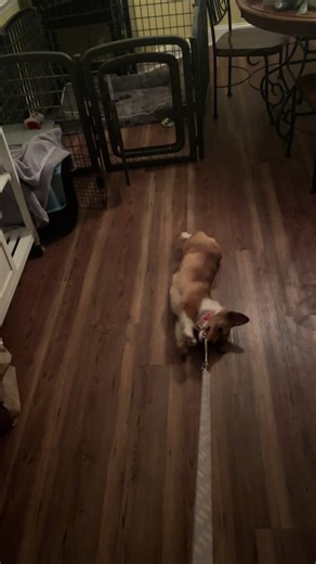 #justkeepswimming #corgi #corgipuppy #lazydog