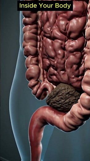 What Really Happens Inside Your Gut? 23 Short Videos Reveal the Full Process | 05