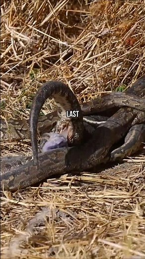 RARE Python Mating Ball in the Okavango Delta! 🐍 #Shorts #Wildlife #snake